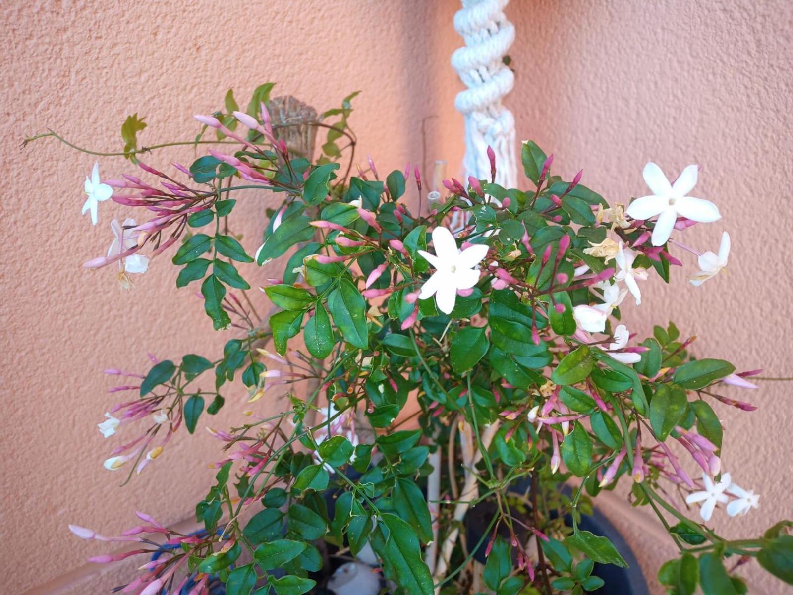 Precioso Atico En La Sierra De Irta Apartment Alcoceber ภายนอก รูปภาพ